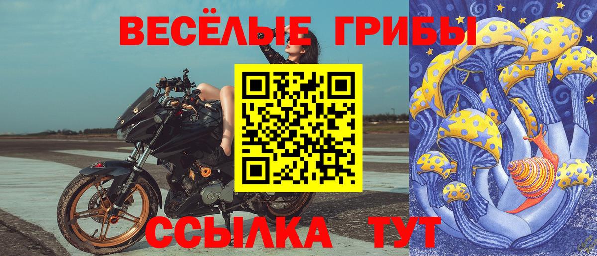 Псилоцибиновые грибы Psilocybe Георгиевск